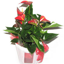 anthurium