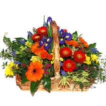 bright basket