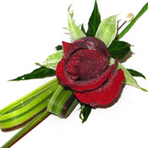 buttonholes