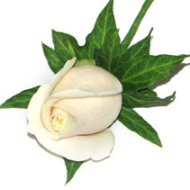 cream rose buttonhole