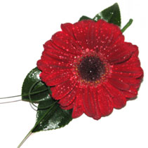 red gerbera buttonhole