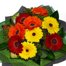 groovy gerberas