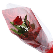 one red rose