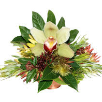 orchid pot