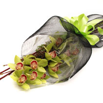 orchid stems