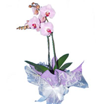 phalanopsis orchid
