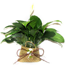 peace lily
