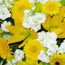 Photo of bouquets and posies