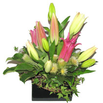 simply lilies