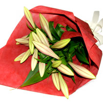 triumphator lilies