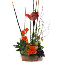 upright flax